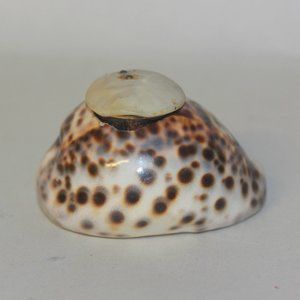 Vintage Cowrie Sea Shell Inkwell